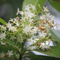 Alstonia macrophylla Wall. ex G.Don